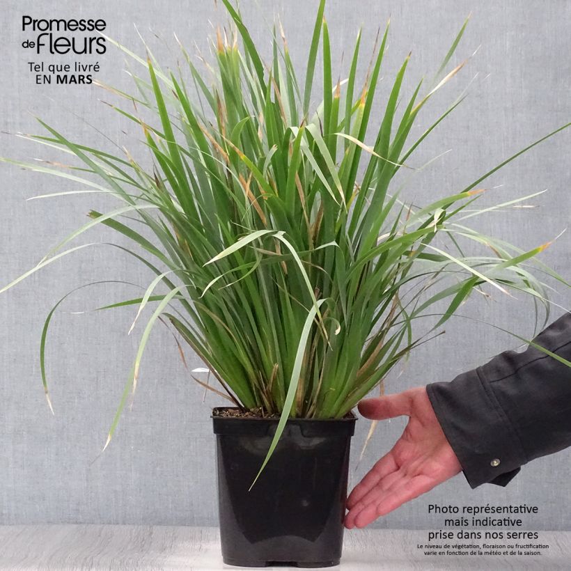 Libertia sessiliflora Caerulescens 2L/3L pot sample as delivered in spring