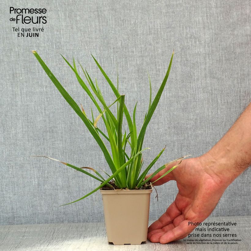 Libertia formosa 8/9 cm pot sample as delivered in spring