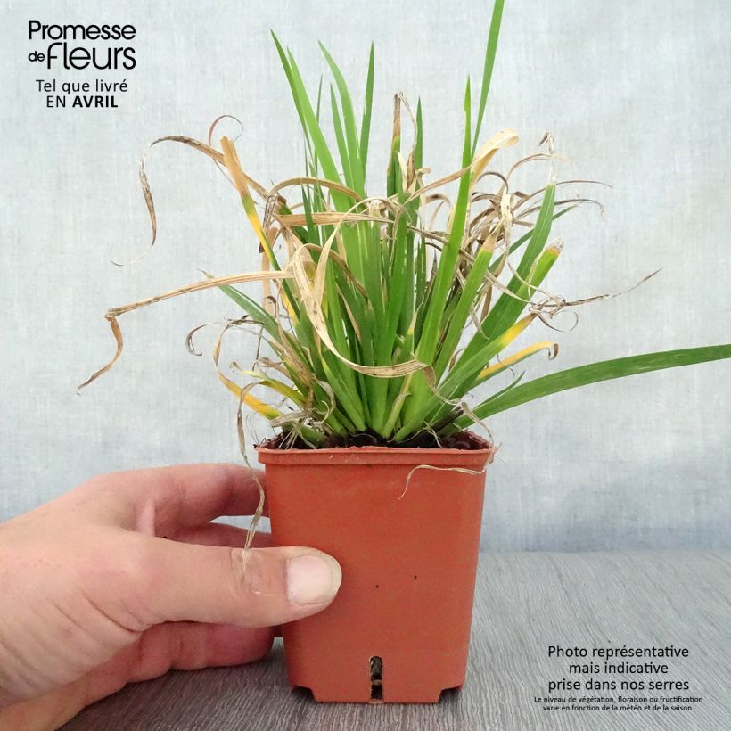 Libertia grandiflora 8/9 cm pot sample as delivered in spring