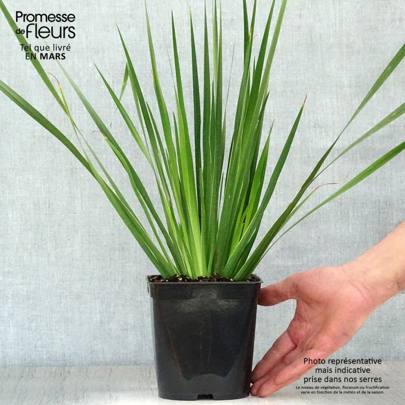 Libertia grandiflora 2L/3L pot sample as delivered in spring