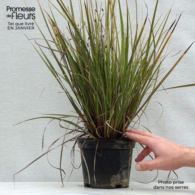 Libertia ixioides Taupo Sunset 2L/3L pot sample as delivered in winter