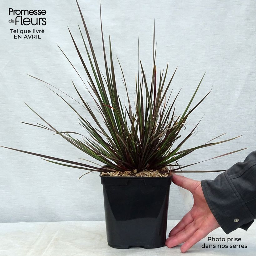 Libertia ixioides Taupo Sunset 2L/3L pot sample as delivered in spring