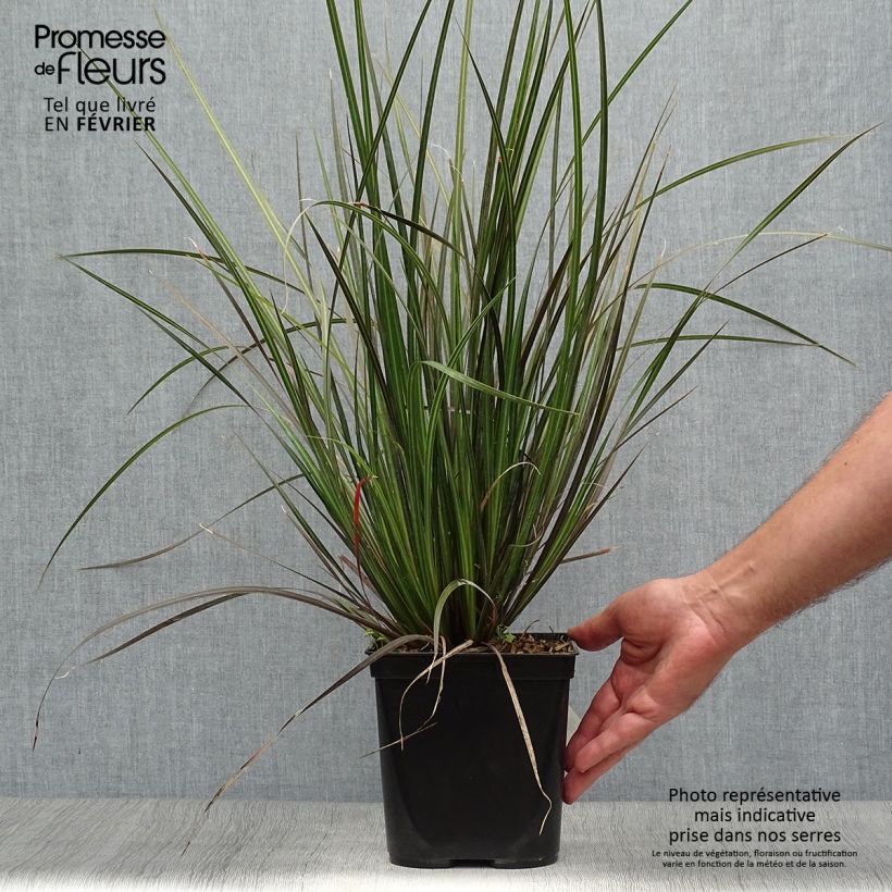 Libertia ixioides Taupo Sunset 2L/3L pot sample as delivered in autumn