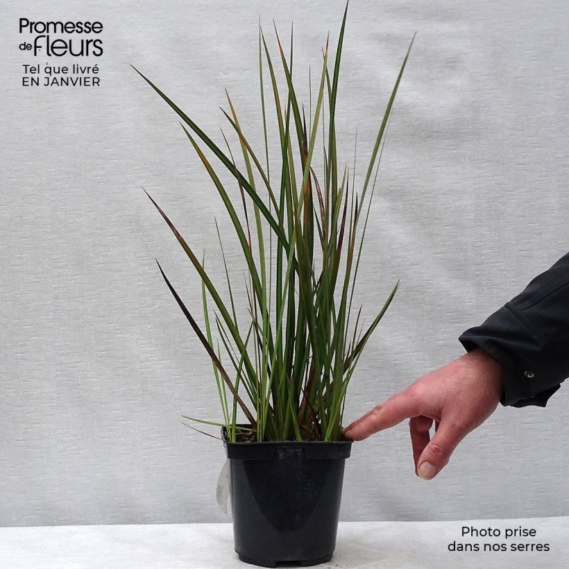 Libertia peregrinans 2L/3L pot sample as delivered in winter