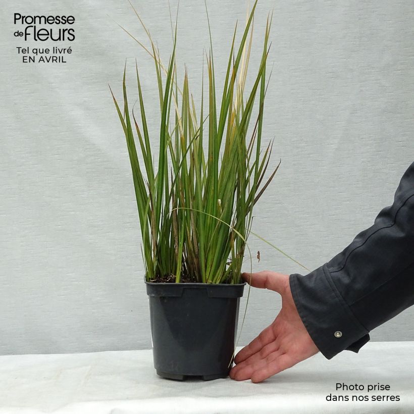 Libertia peregrinans 2L/3L pot sample as delivered in spring