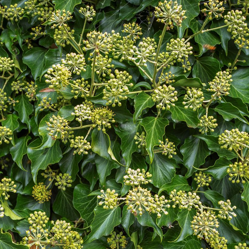 Hedera helix Arborescens - Tree ivy (Flowering)