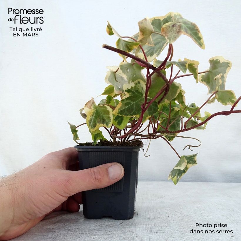 Hedera helix Goldchild - Common Ivy 8/9 cm pot sample as delivered in spring