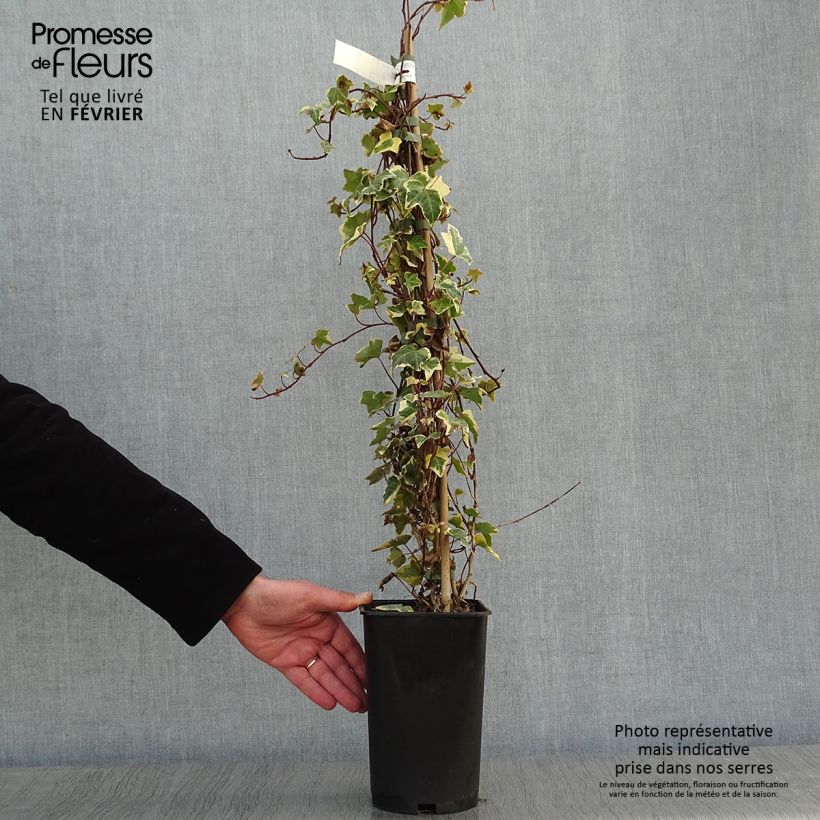 Hedera helix Goldchild - Common Ivy 1.5L/2L pot sample as delivered in winter