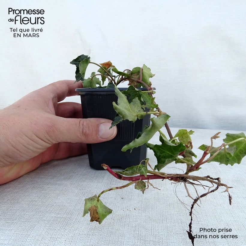Hedera helix Ivalace - Common Ivy 8/9 cm pot sample as delivered in spring