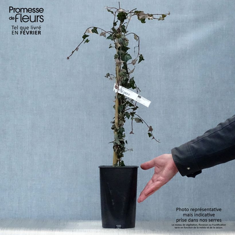 Hedera helix Needlepoint - Common Ivy 2L/3L pot sample as delivered in winter