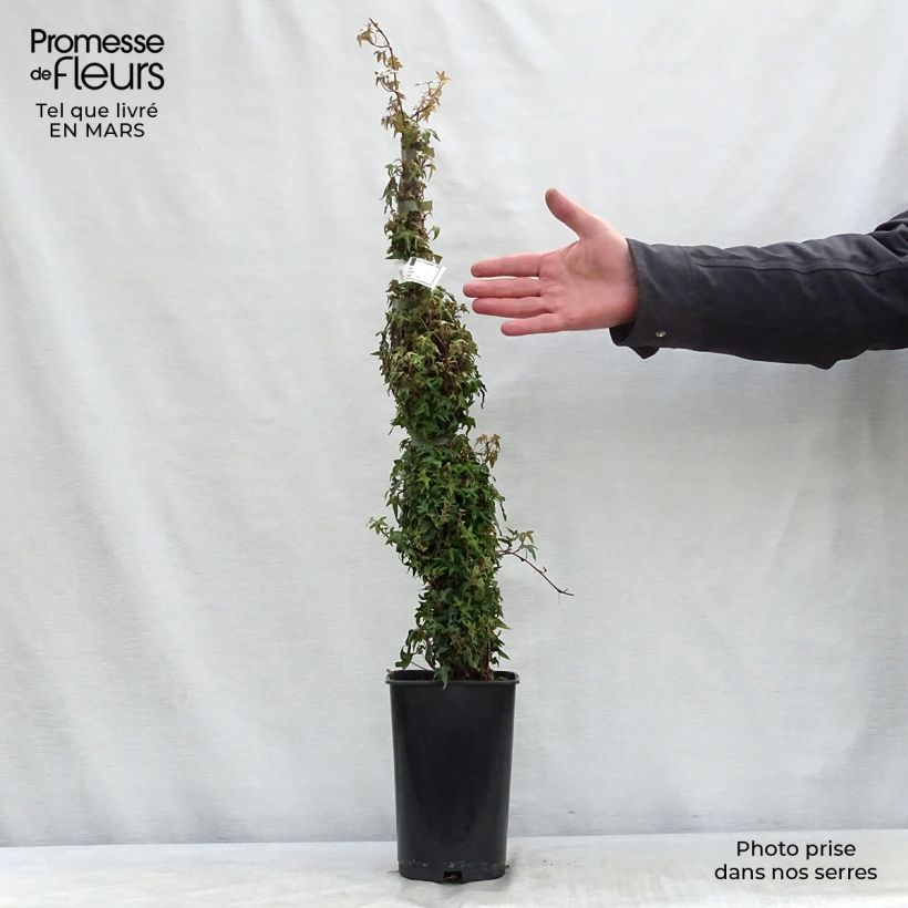 Hedera helix Needlepoint - Common Ivy 2L/3L pot sample as delivered in spring