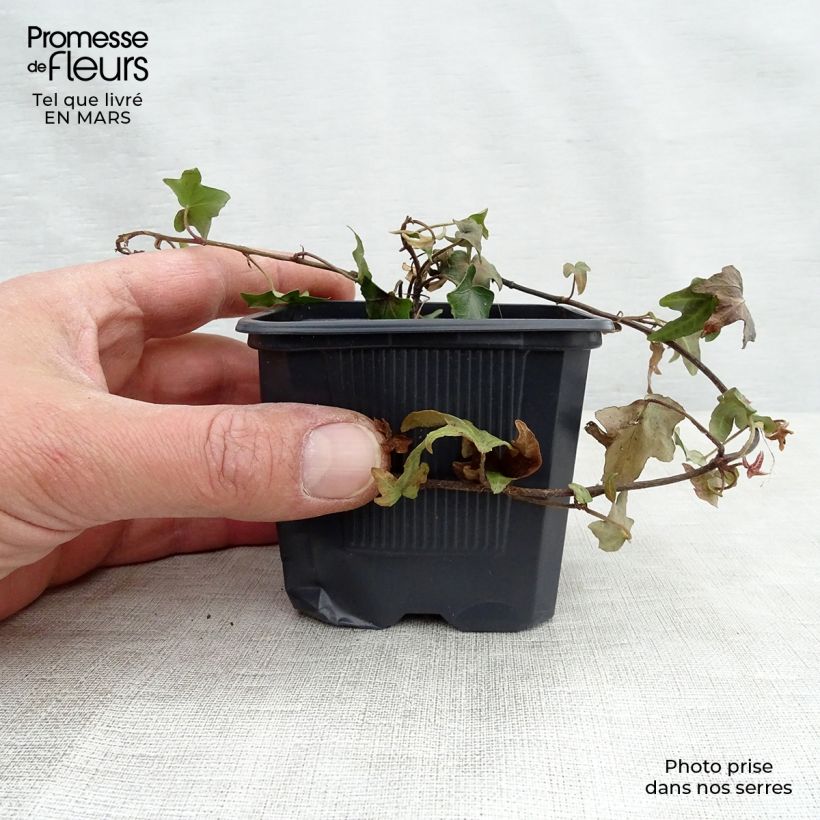 Hedera helix - Common Ivy 8/9 cm pot sample as delivered in spring