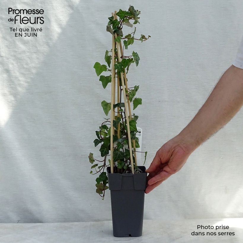 Hedera helix - Common Ivy 1L/1.5L pot sample as delivered in summer