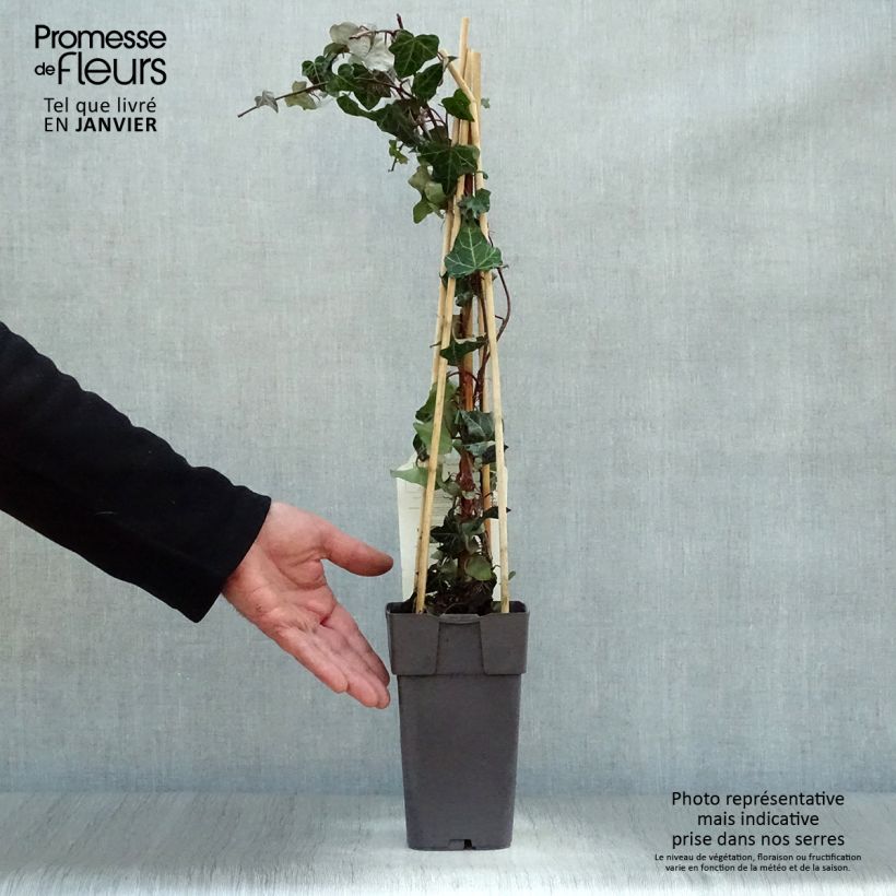 Hedera helix - Common Ivy 2L/3L pot sample as delivered in winter