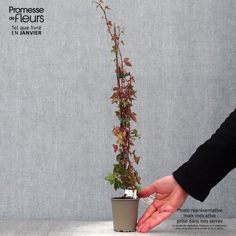 Hedera helix Shamrock - Common Ivy 8/9 cm pot sample as delivered in winter