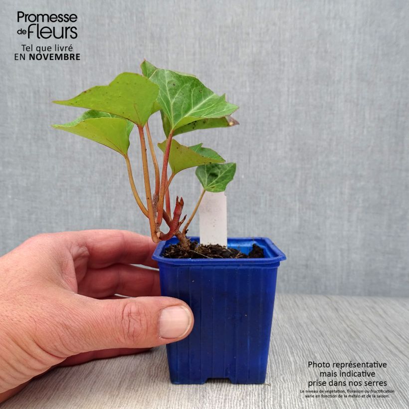 Hedera algeriensis Algerian Bellecour 7/8 cm pot sample as delivered in autumn