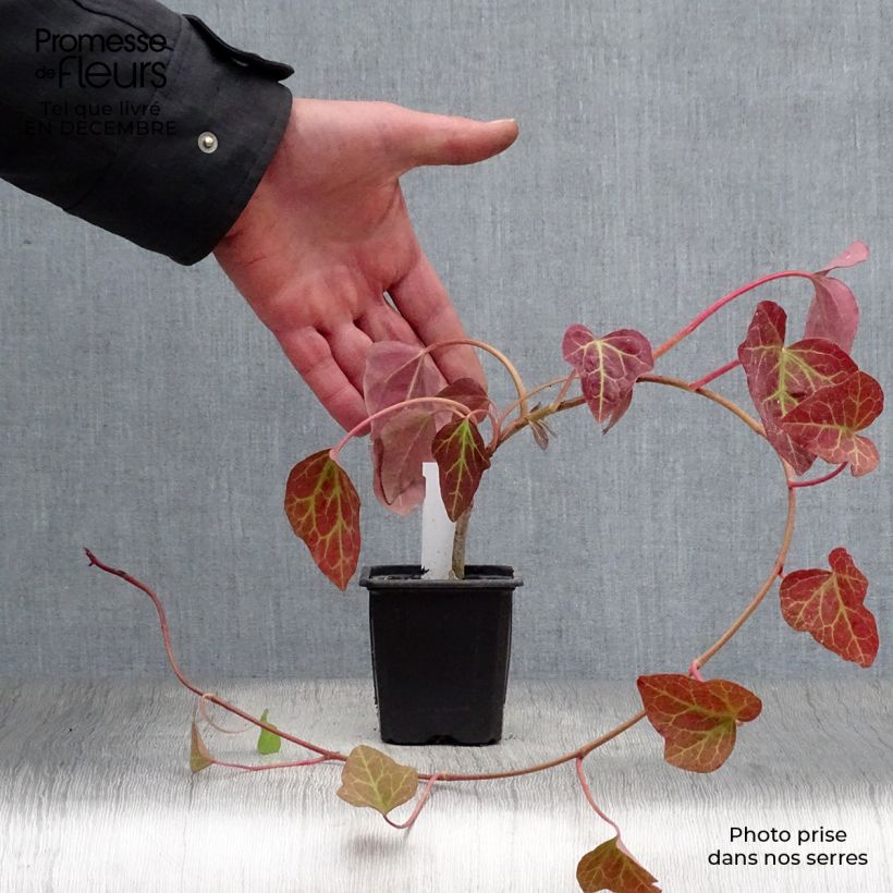 Hedera algeriensis Algerian Bellecour 7/8 cm pot sample as delivered in winter