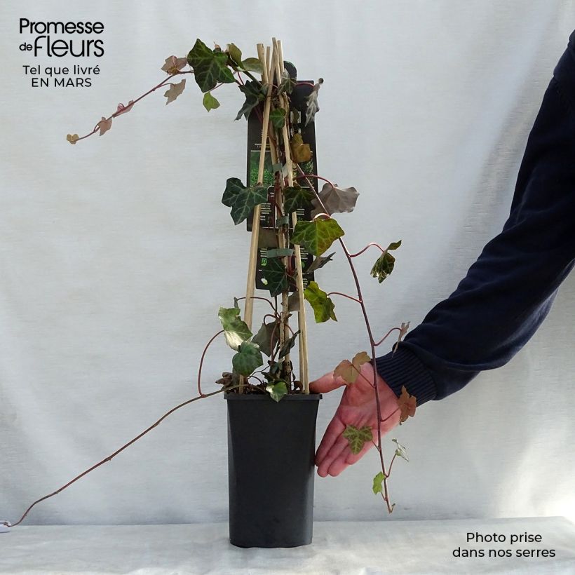 Hedera hibernica - Irish ivy 1L/1.5L pot sample as delivered in spring