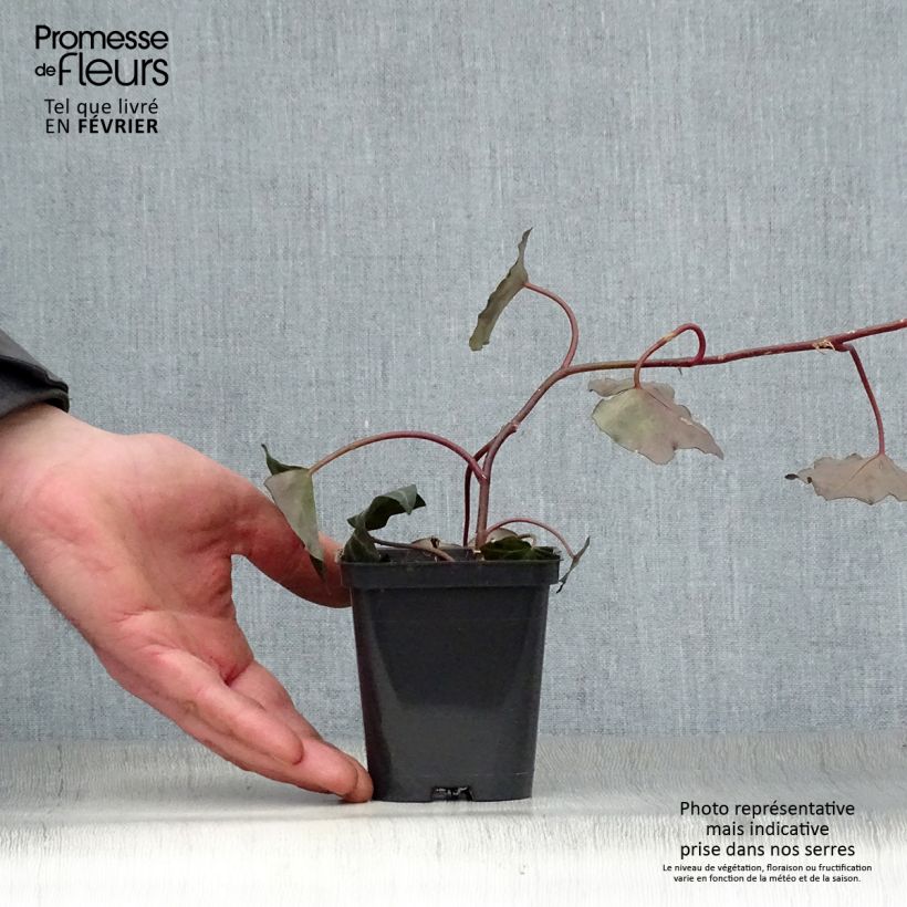 Hedera hibernica - Irish ivy 8/9 cm pot sample as delivered in winter