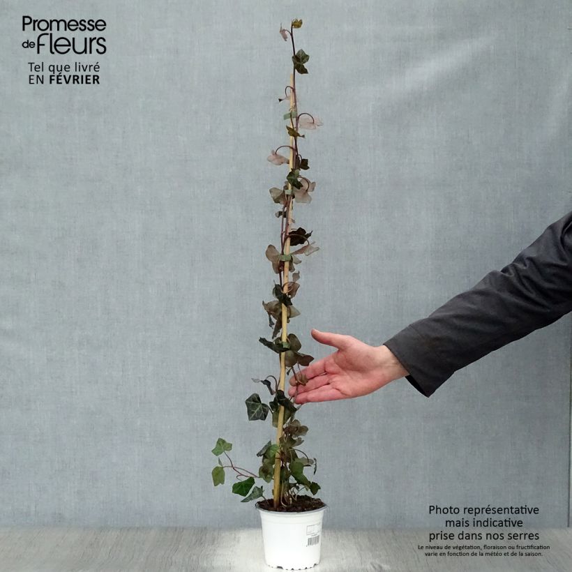 Hedera hibernica - Irish ivy 1L/1.5L pot sample as delivered in winter