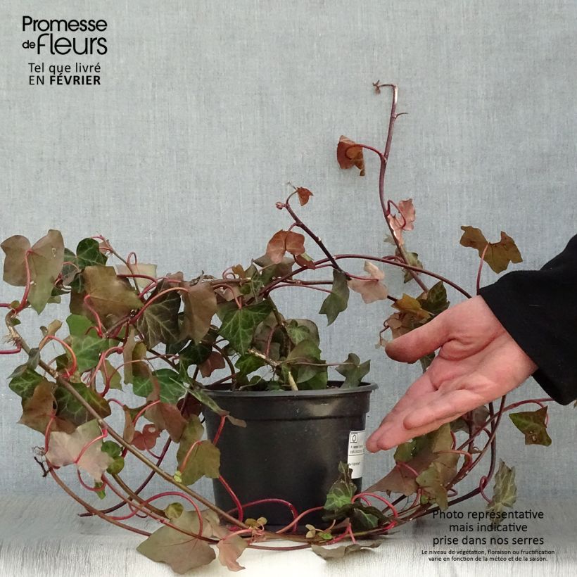 Hedera hibernica - Irish ivy 2L/3L pot sample as delivered in winter