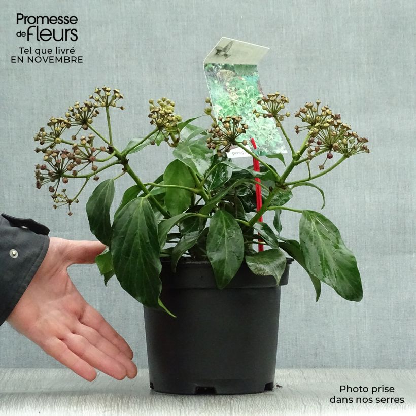 Hedera colchica Arborescens - Persian Ivy 2L/3L pot sample as delivered in autumn