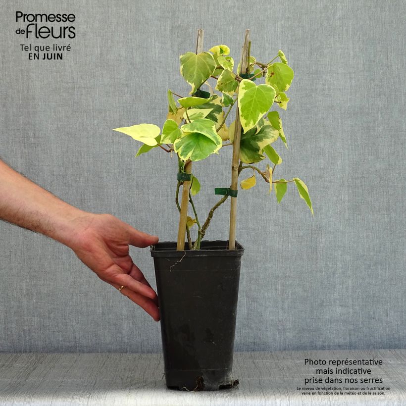 Hedera colchica Dentata Variegata - Persian Ivy 2L/3L pot sample as delivered in spring