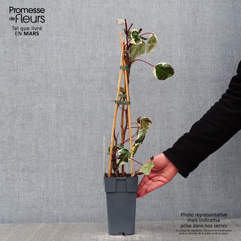 Hedera colchica Dentata Variegata - Persian Ivy 1L/1.5L pot sample as delivered in winter