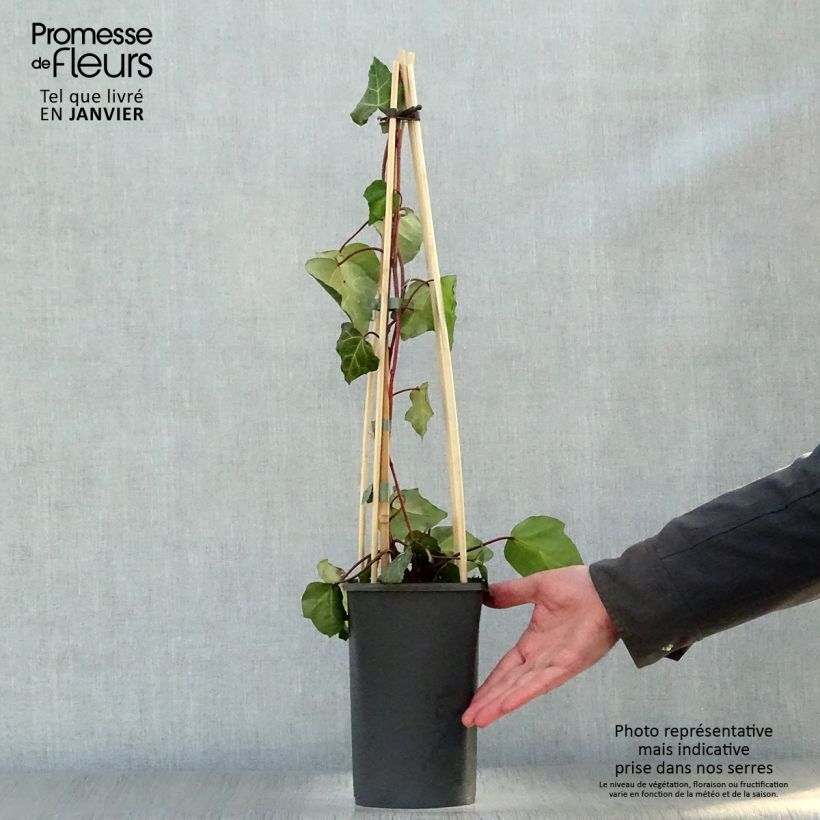 Hedera colchica 'Sulphur Heart' 1.5L/2L pot sample as delivered in winter