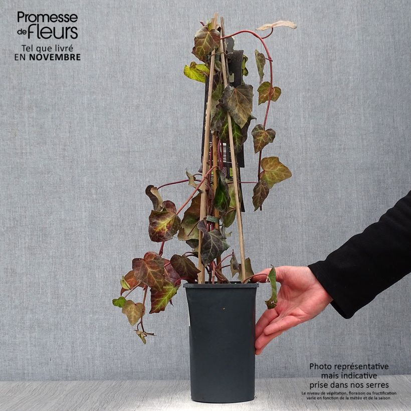 Hedera colchica 'Sulphur Heart' 1.5L/2L pot sample as delivered in autumn