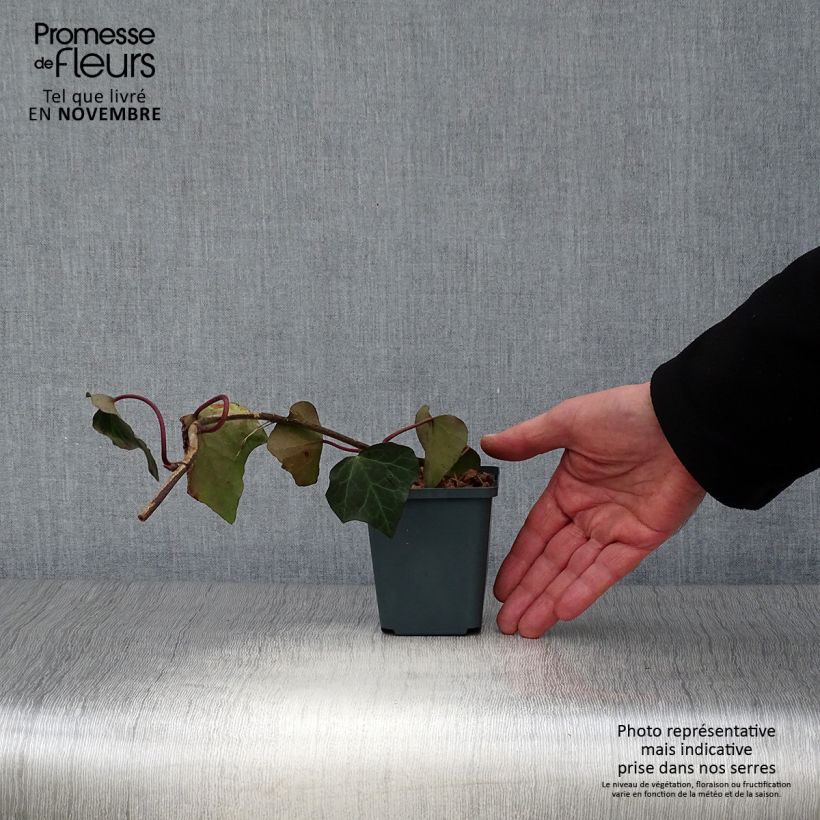 Hedera colchica - Persian Ivy 8/9 cm pot sample as delivered in autumn