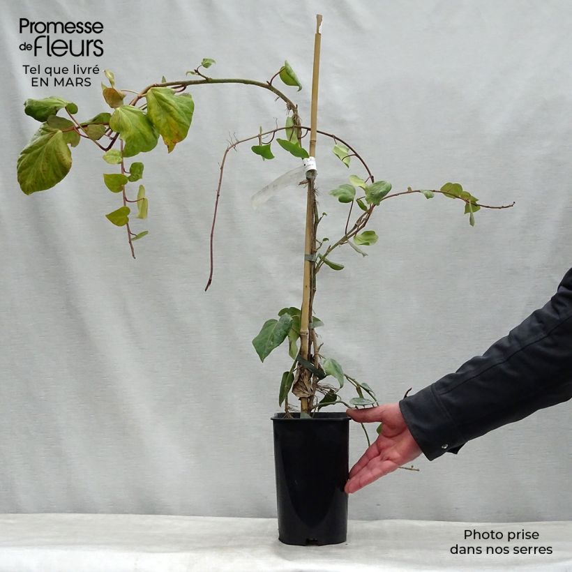 Hedera colchica - Persian Ivy 2L/3L pot sample as delivered in winter