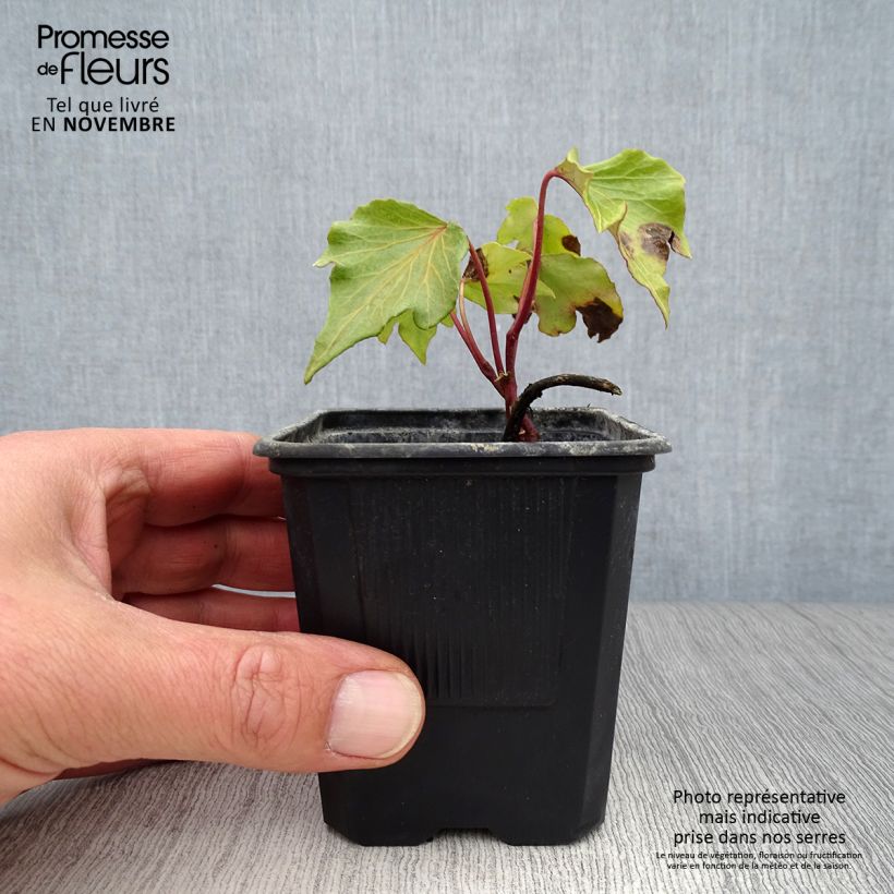 Hedera helix Green Ripple - Common Ivy 8/9 cm pot sample as delivered in autumn