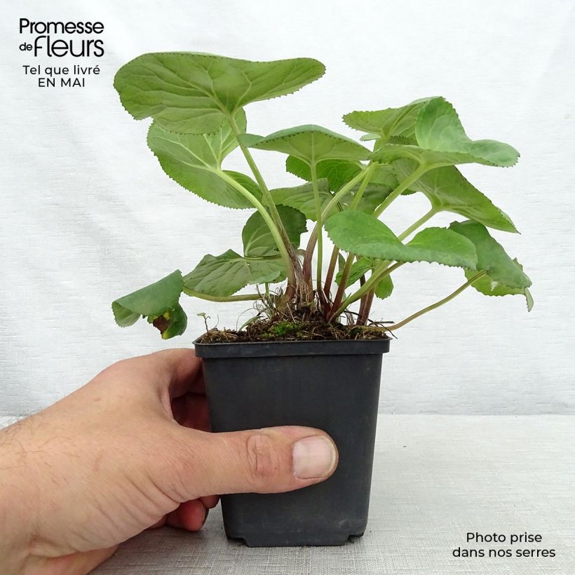 Ligularia Gregynog Gold - Leopard Plant 8/9 cm pot sample as delivered in spring