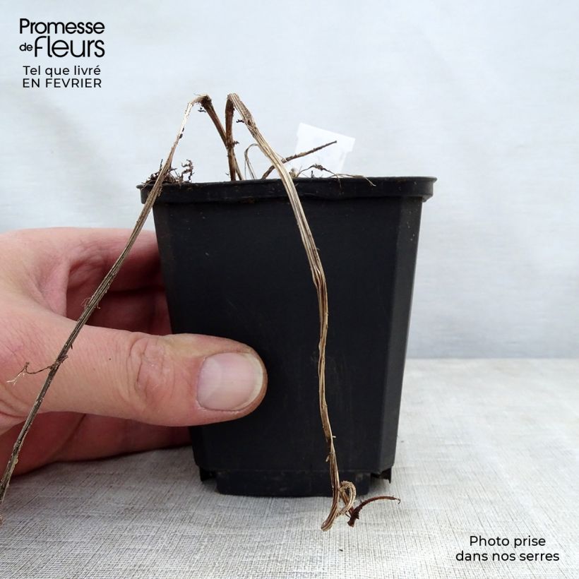 Ligularia stenocephala - Leopard Plant 8/9 cm pot sample as delivered in winter