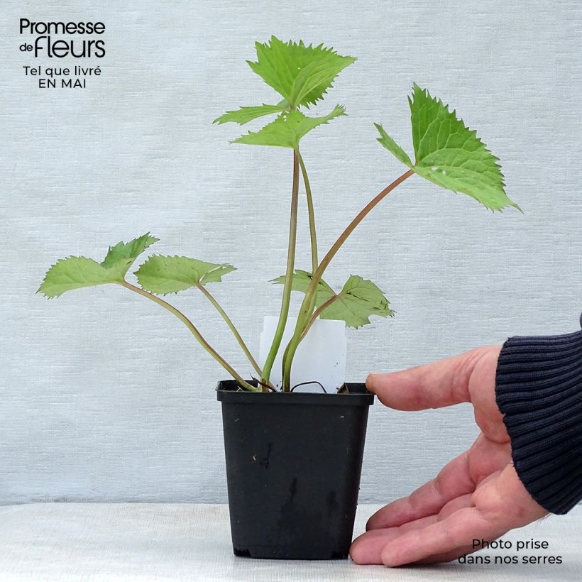 Ligularia stenocephala The Rocket - Leopard Plant 8/9 cm pot sample as delivered in spring