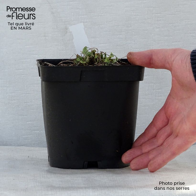 Ligularia stenocephala The Rocket - Leopard Plant 2L/3L pot sample as delivered in spring