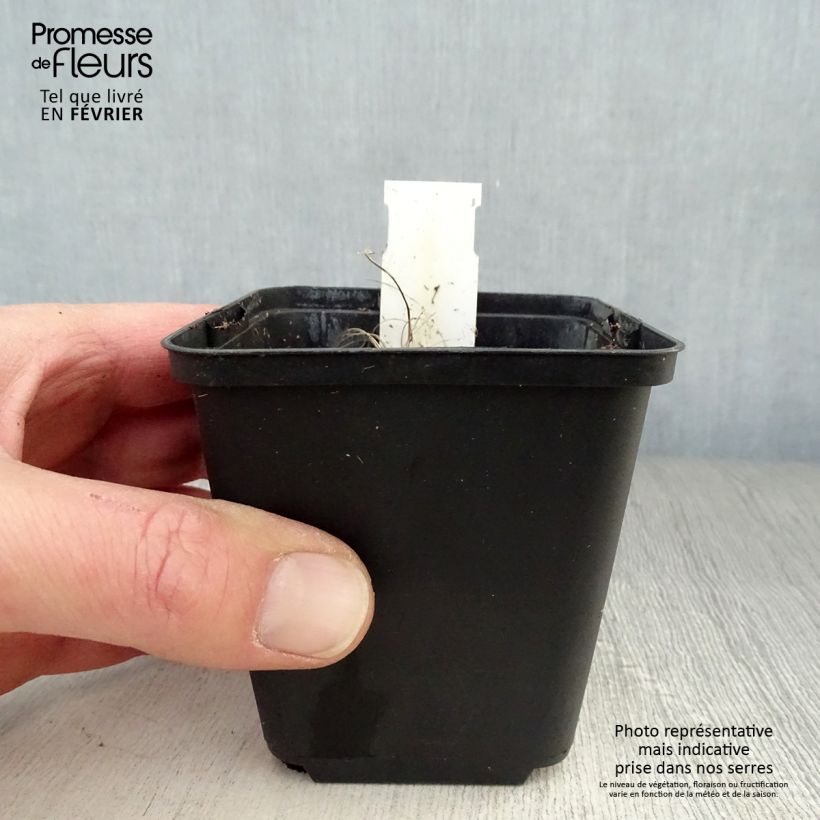 Ligularia hessei Lanternchern - Leopard Plant 8/9 cm pot sample as delivered in winter