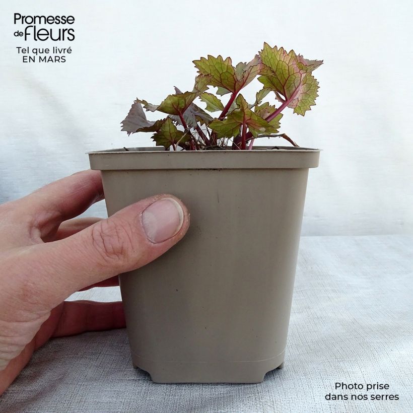 Ligularia hessei Lanternchern - Leopard Plant 8/9 cm pot sample as delivered in spring