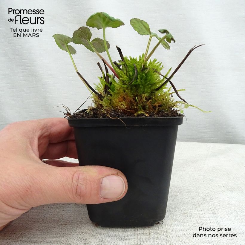 Ligularia x hessei - Leopard Plant 8/9 cm pot sample as delivered in spring