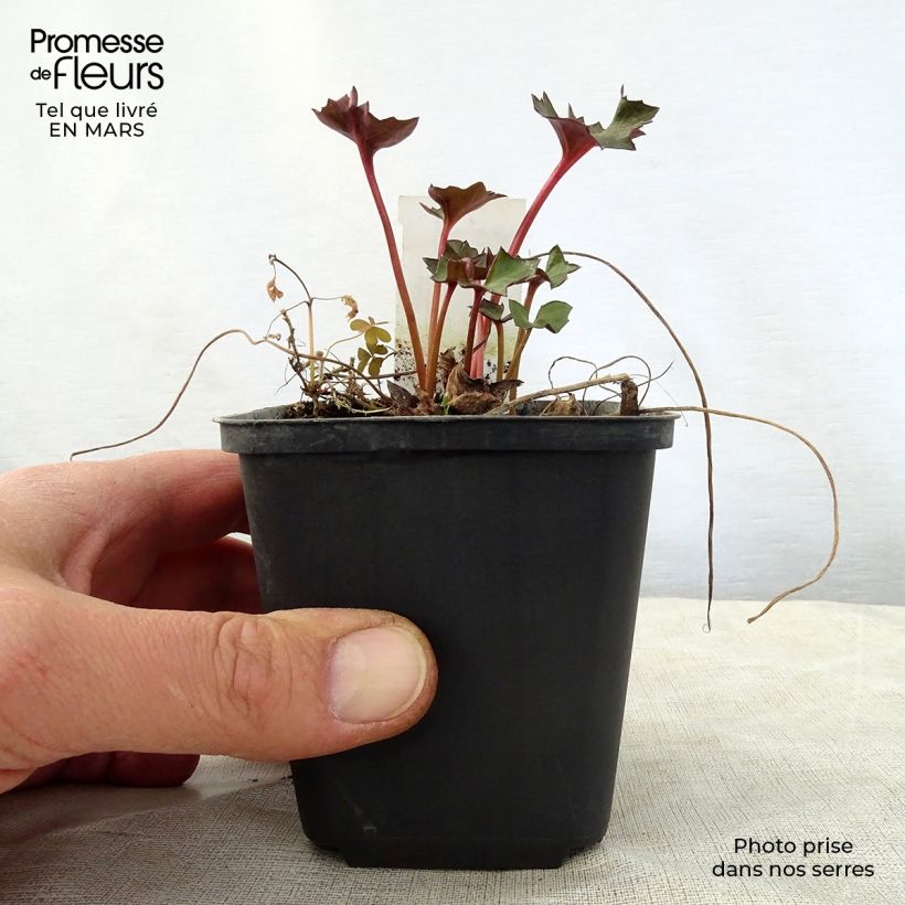 Ligularia Osiris Fantaisie - Leopard Plant 8/9 cm pot sample as delivered in spring