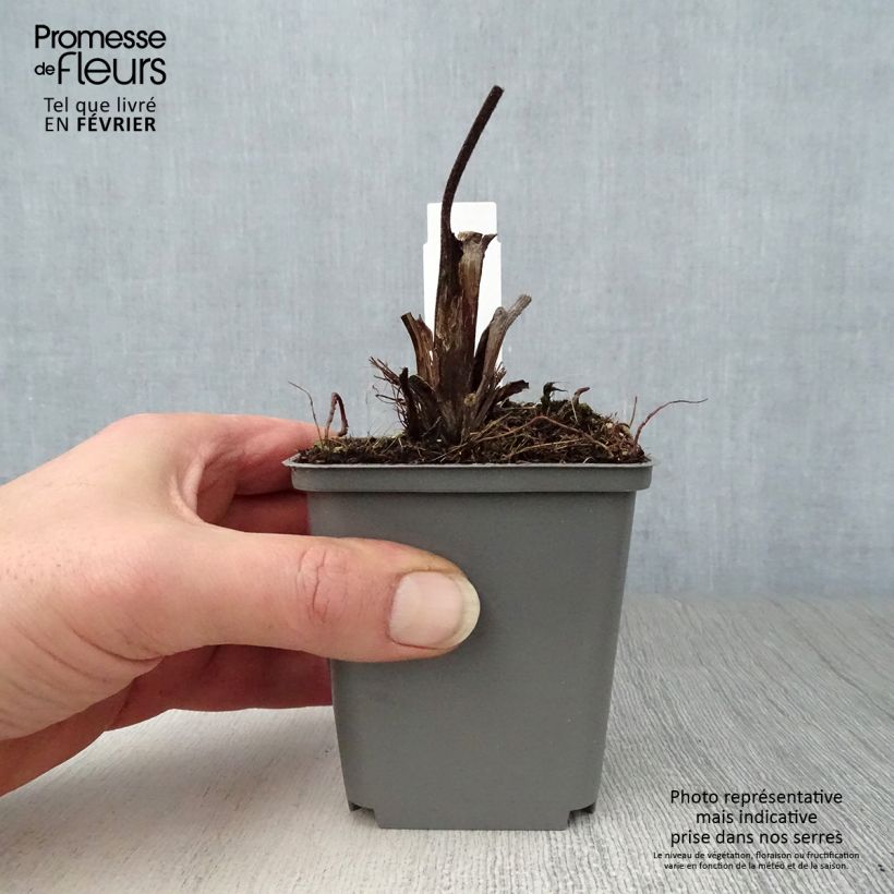 Ligularia dentata Britt-Marie Crawford - Leopard Plant 8/9 cm pot sample as delivered in winter