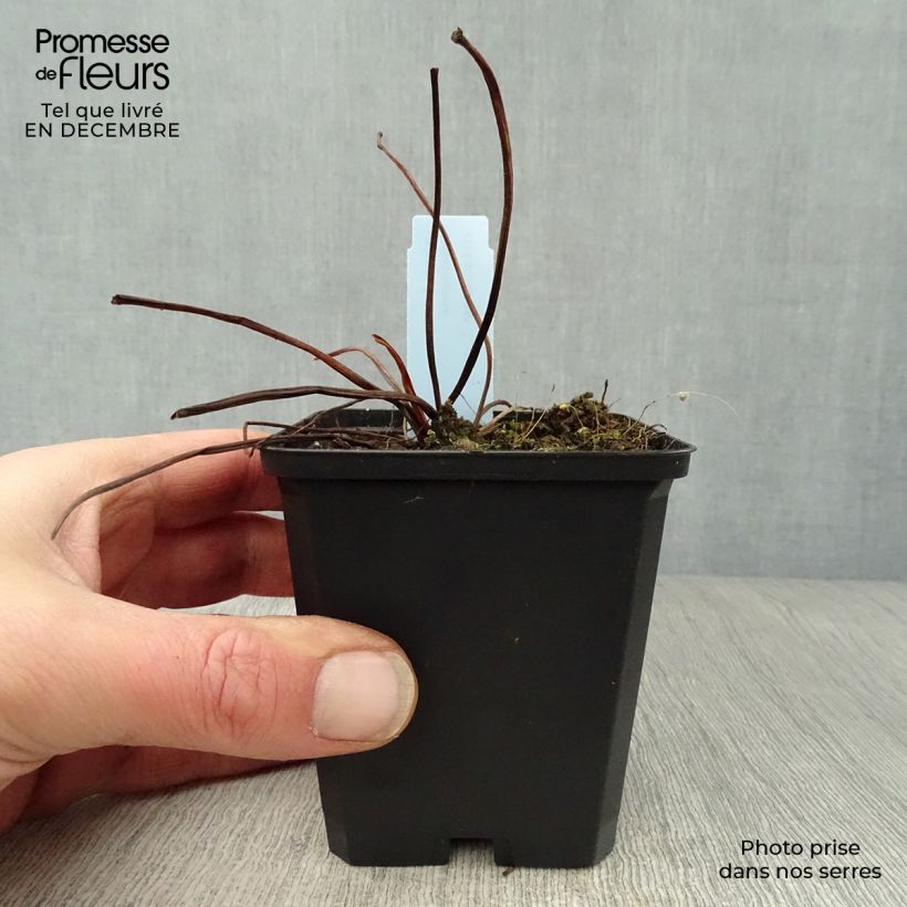 Ligularia dentata Desdemona - Leopard Plant 8/9 cm pot sample as delivered in winter