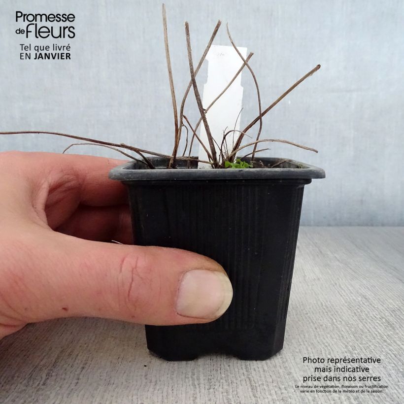 Ligularia dentata - Leopard Plant 8/9 cm pot sample as delivered in winter