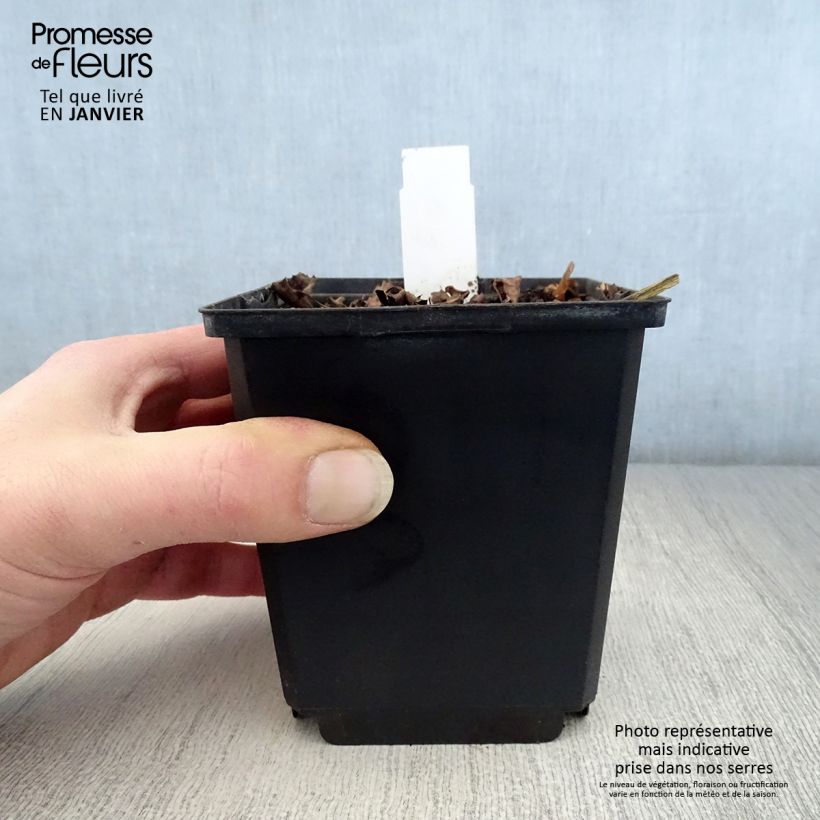 Example of Ligularia dentata Pandora - Leopard Plant 8/9 cm pot as you get in hiver