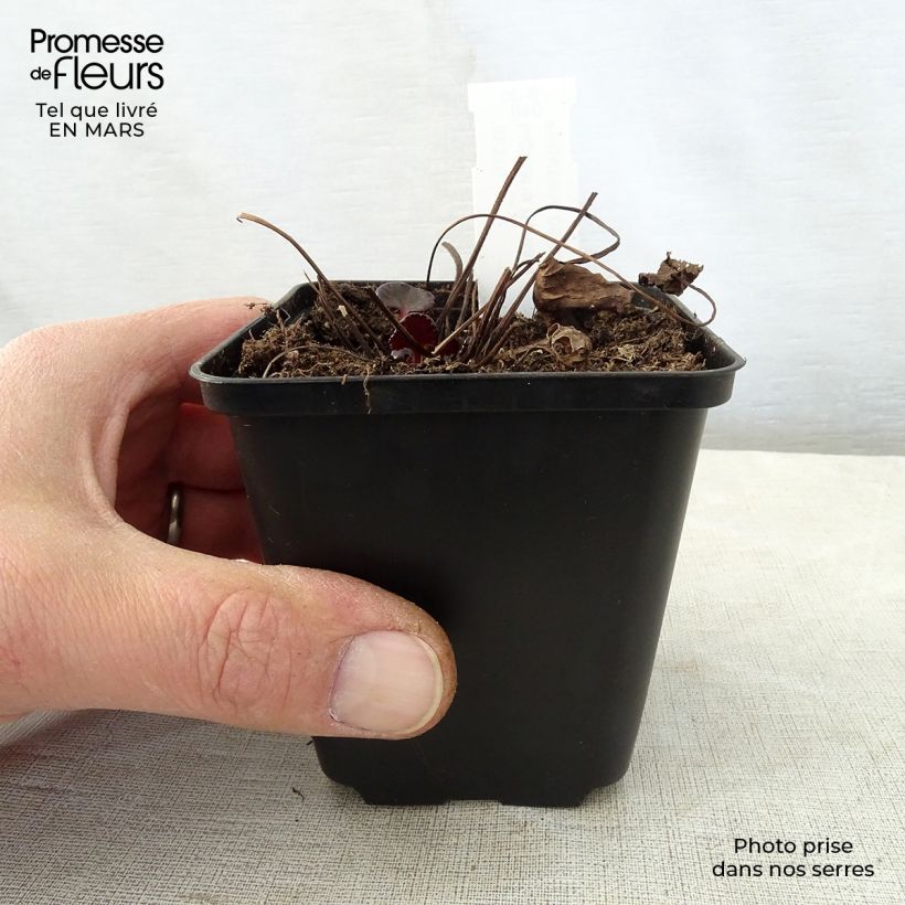 Ligularia dentata Pandora - Leopard Plant 8/9 cm pot sample as delivered in spring