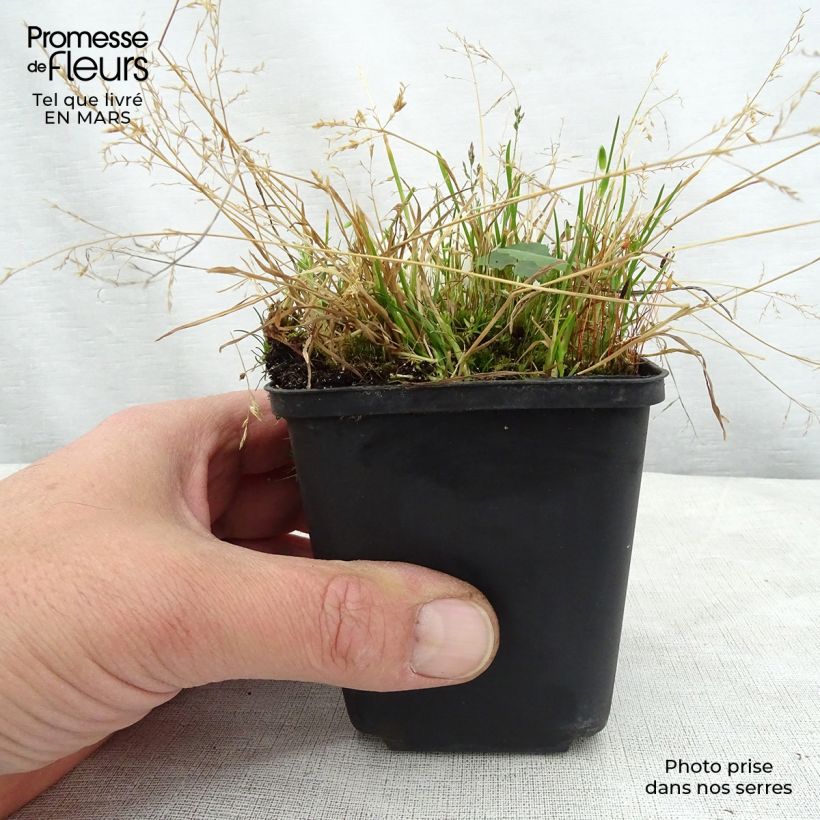 Ligularia hodgsonii - Leopard Plant 8/9 cm pot sample as delivered in spring