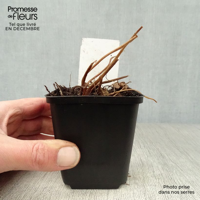 Ligularia przewalskii - Leopard Plant 8/9 cm pot sample as delivered in winter