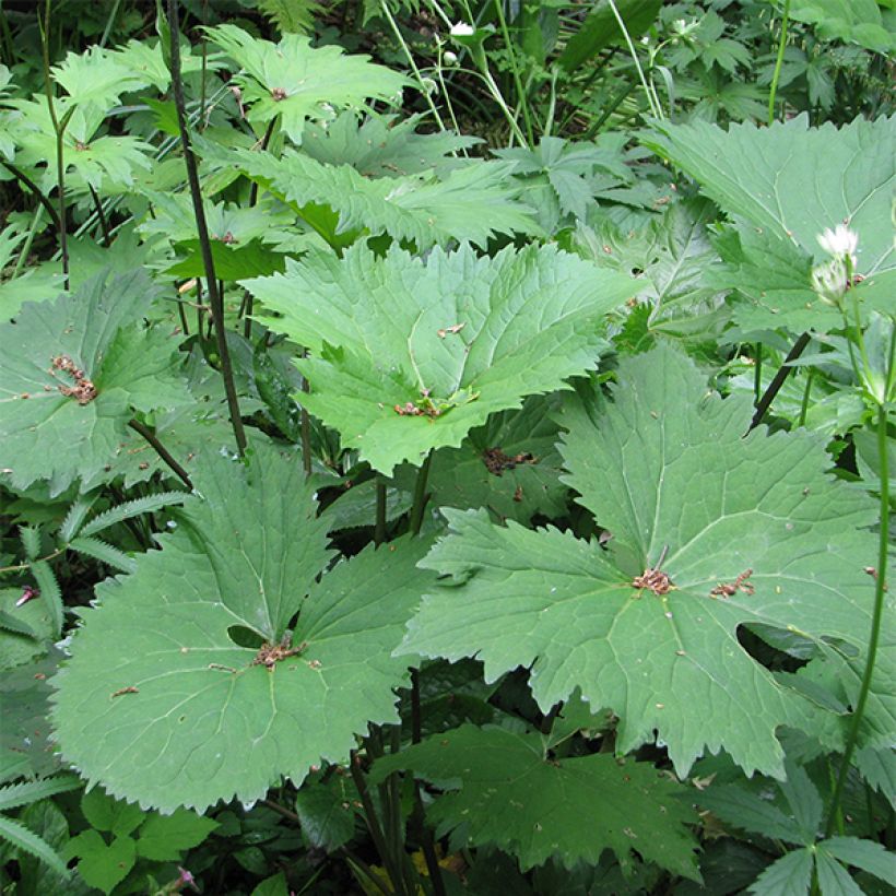 Ligularia veitchiana - Leopard Plant (Foliage)