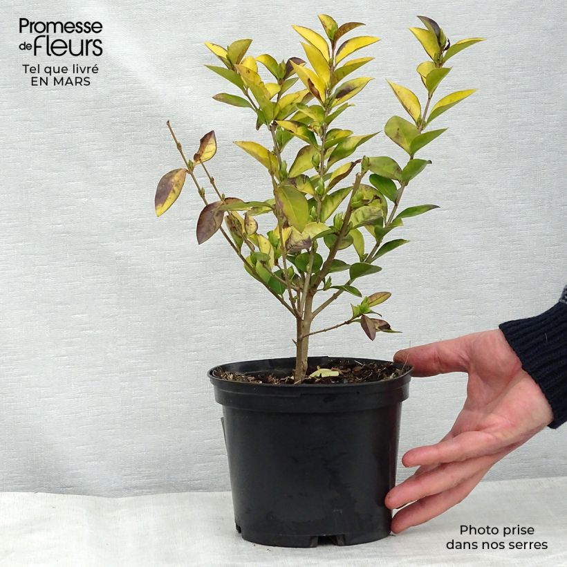Golden Privet - Ligustrum vicaryi 2L/3L pot sample as delivered in winter
